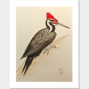 Pileated woodpecker study Posters and Art